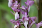 Anacamptis syriaca